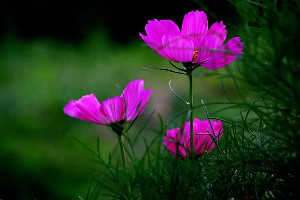 2023高考備考Ⅰ演講稿寫法與批注版導寫