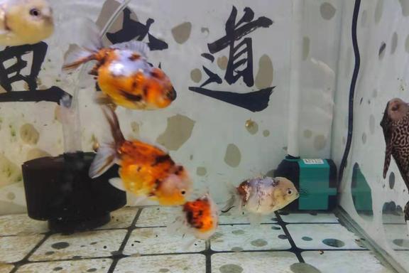 已經失漂的觀賞魚，大部分選擇放棄或者淘汰