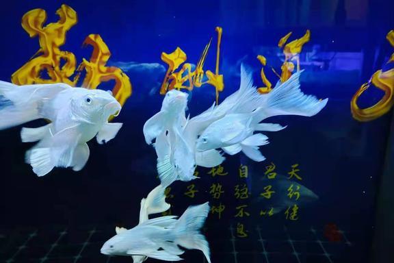 觀賞魚大全_觀賞魚大全1000種_最大的觀賞魚