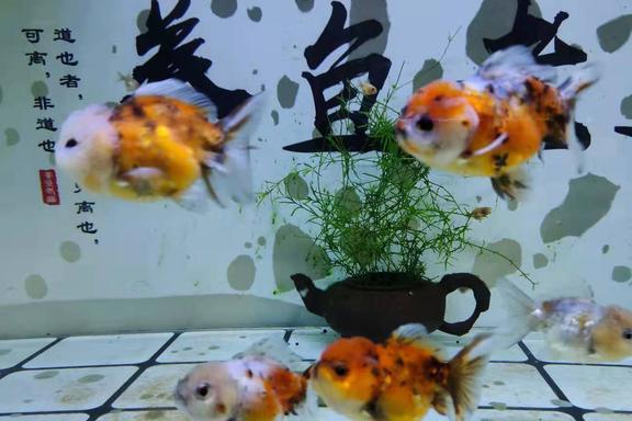 最大的觀賞魚_觀賞魚大全_觀賞魚大全1000種