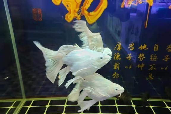 最大的觀賞魚_觀賞魚大全1000種_觀賞魚大全