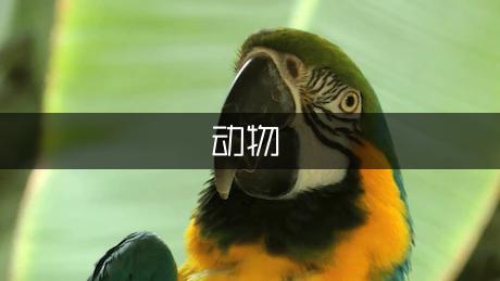 關(guān)于動(dòng)物的謎語大全及*