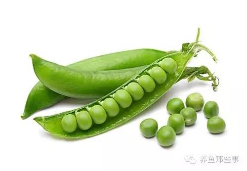 如何喂觀賞魚_觀賞喂食魚正確方法小視頻_小觀賞魚喂食的正確方法