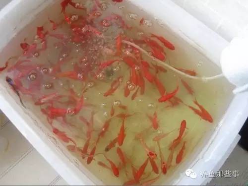觀賞喂食魚正確方法小視頻_小觀賞魚喂食的正確方法_如何喂觀賞魚