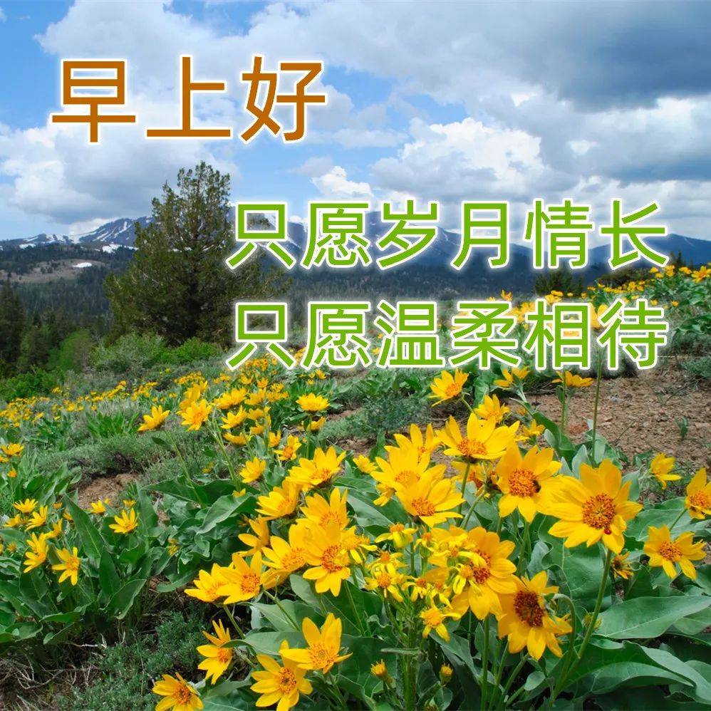 最新版最漂亮的早上好短語句子，早上好祝福