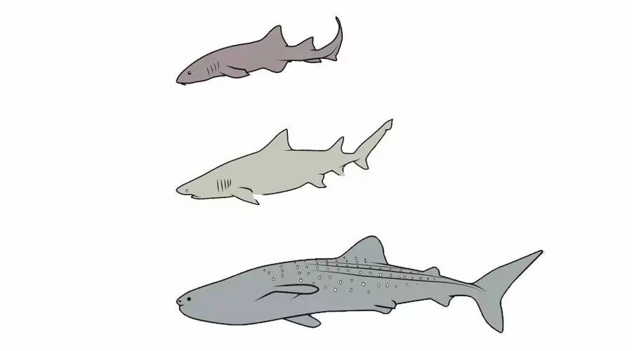 觀賞類似魚鯊魚的魚_類似鯊魚的觀賞魚_類似鯊魚的魚什么名字