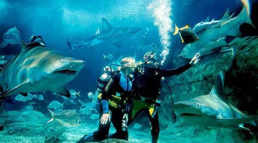 觀賞類似魚鯊魚的魚_類似鯊魚的魚什么名字_類似鯊魚的觀賞魚