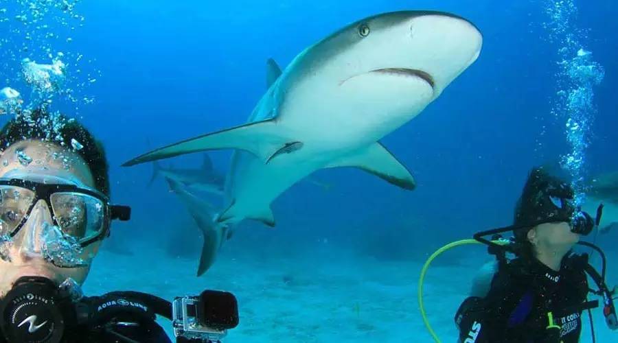 類似鯊魚的魚什么名字_觀賞類似魚鯊魚的魚_類似鯊魚的觀賞魚