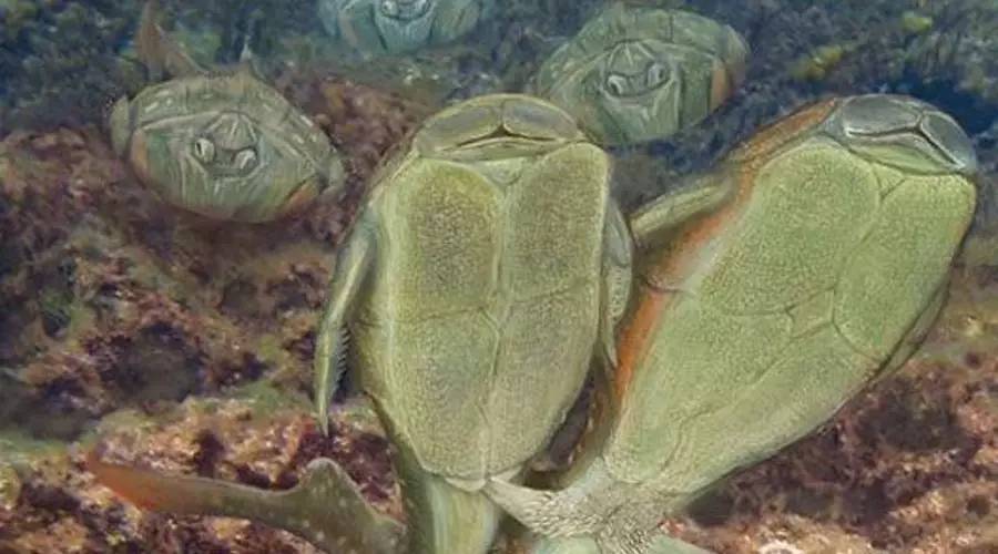 類似鯊魚的魚什么名字_類似鯊魚的觀賞魚_觀賞類似魚鯊魚的魚