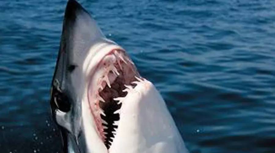 觀賞類似魚鯊魚的魚_類似鯊魚的觀賞魚_類似鯊魚的魚什么名字