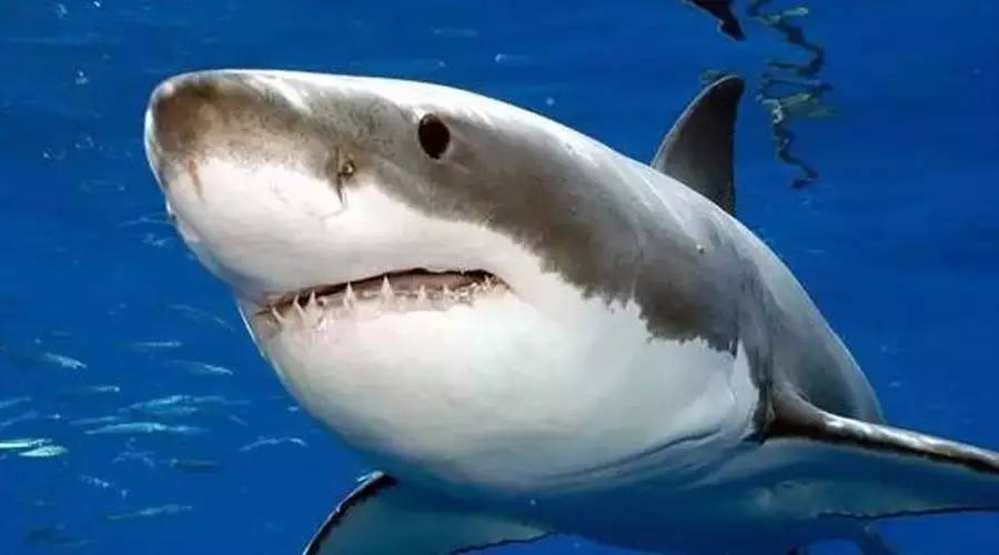 類似鯊魚的觀賞魚_觀賞類似魚鯊魚的魚_類似鯊魚的魚什么名字