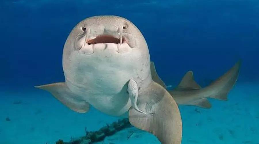 類似鯊魚的觀賞魚_類似鯊魚的魚什么名字_觀賞類似魚鯊魚的魚