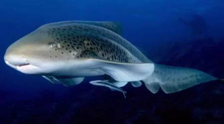 類似鯊魚的魚什么名字_觀賞類似魚鯊魚的魚_類似鯊魚的觀賞魚