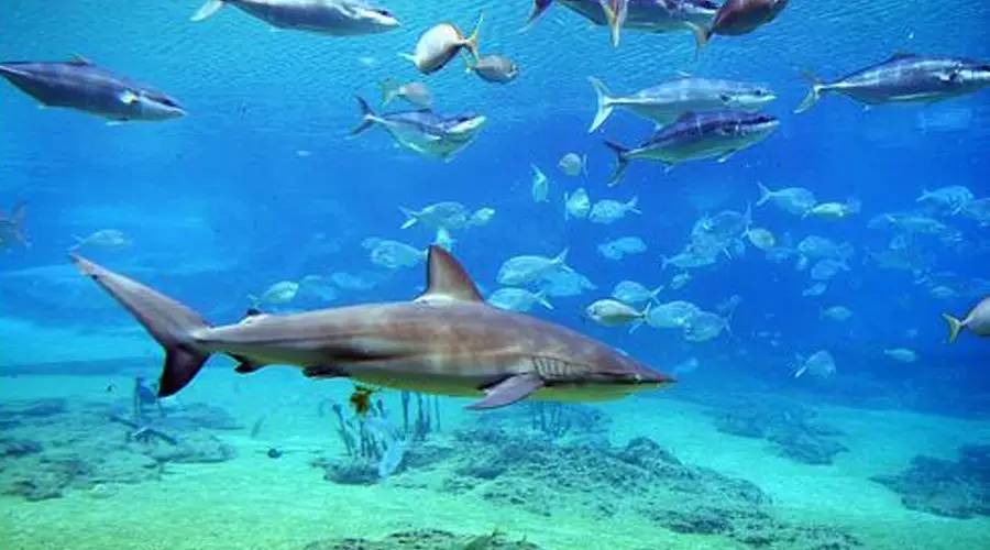 類似鯊魚的魚什么名字_類似鯊魚的觀賞魚_觀賞類似魚鯊魚的魚