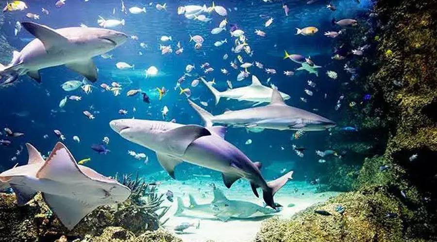 類似鯊魚的魚什么名字_類似鯊魚的觀賞魚_觀賞類似魚鯊魚的魚