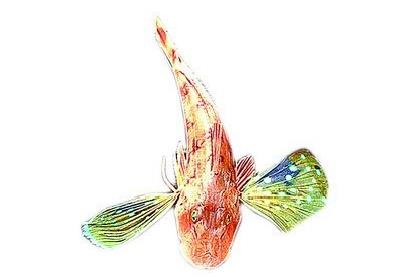 有“翅膀”有“腳”怪魚驚現福建廈門 專家稱是