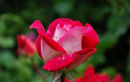 家長評價30字簡潔大氣 簡短家長評語整理