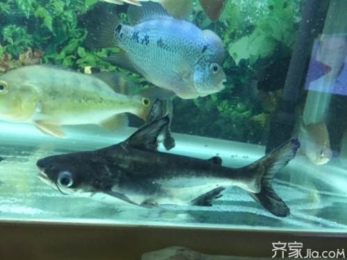 成吉思汗鯊飼養(yǎng) 有規(guī)律的投喂很重要0