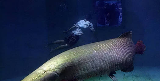 十大名貴淡水觀賞魚排行榜最新