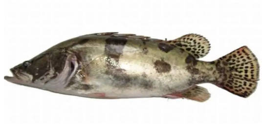 淡水名貴魚品種_十大淡水名貴魚排行_名貴淡水觀賞魚排名