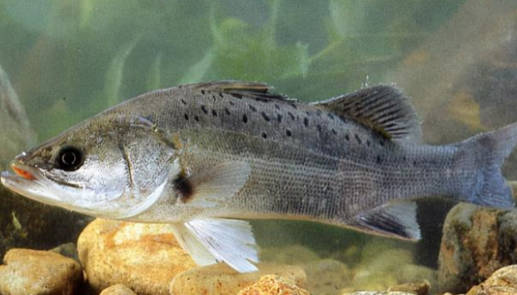 名貴淡水觀賞魚排名_淡水名貴魚品種_十大淡水名貴魚排行