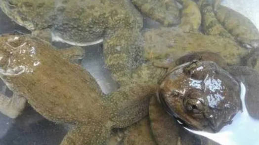 名貴淡水觀賞魚排名_淡水名貴魚品種_十大淡水名貴魚排行