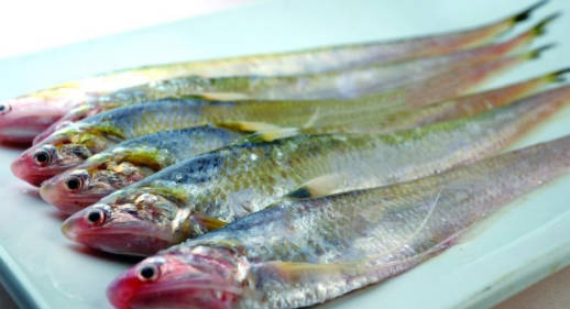 名貴淡水觀賞魚排名_淡水名貴魚品種_十大淡水名貴魚排行