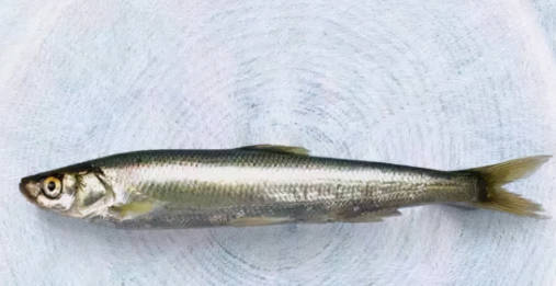 名貴淡水觀賞魚排名_淡水名貴魚品種_十大淡水名貴魚排行