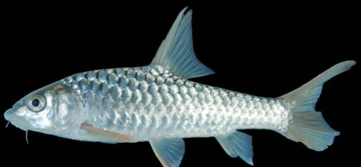 名貴淡水觀賞魚排名_十大淡水名貴魚排行_淡水名貴魚品種