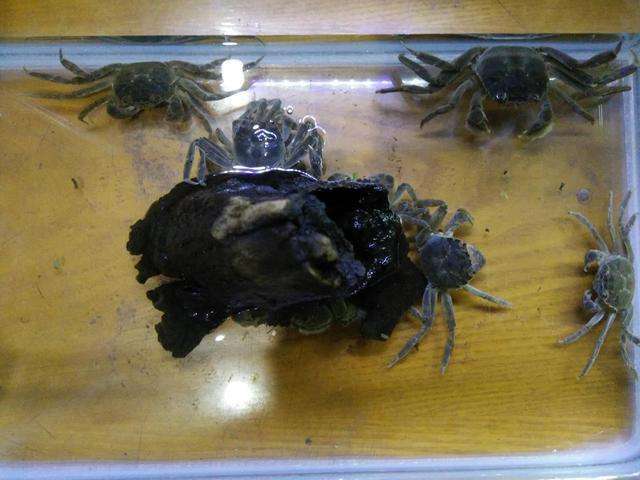 迷你辣椒蟹怎么養(yǎng)(新手必看想要養(yǎng)活迷你辣椒蟹必須掌握的7個(gè)小技巧)