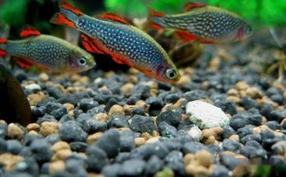 常見的 10 種觀賞魚外寄生蟲病的癥狀診斷，附帶治療方法