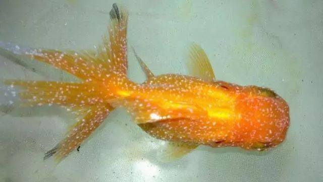 觀賞魚病種類_觀賞魚疾病大全_觀賞魚疾病