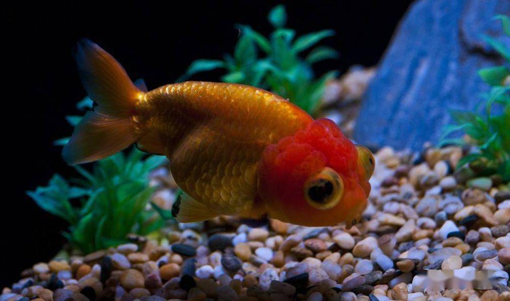 觀賞魚病種類_觀賞魚疾病_觀賞魚疾病大全