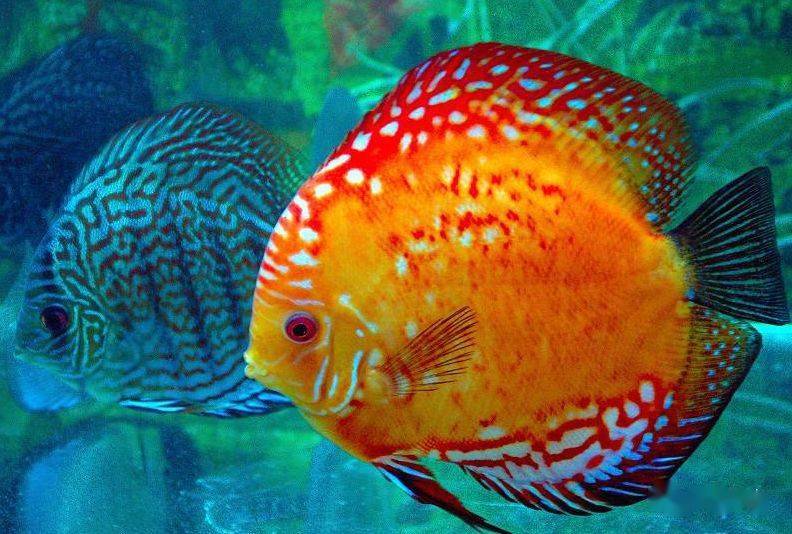 觀賞魚疾病大全_觀賞魚病種類_觀賞魚疾病