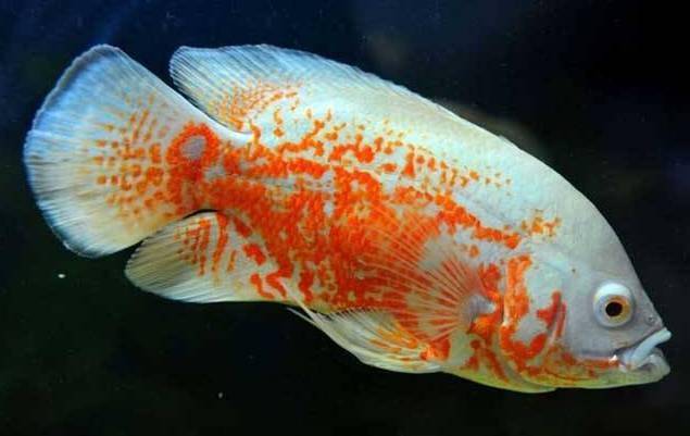 觀賞魚疾病_觀賞魚疾病大全_觀賞魚病種類