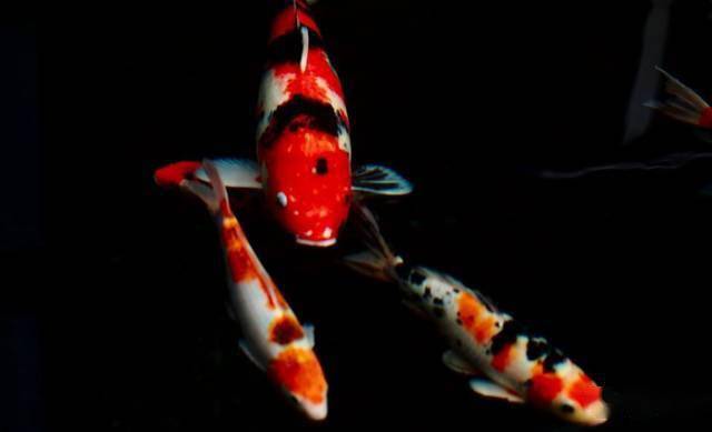 觀賞魚病種類_觀賞魚疾病_觀賞魚疾病大全