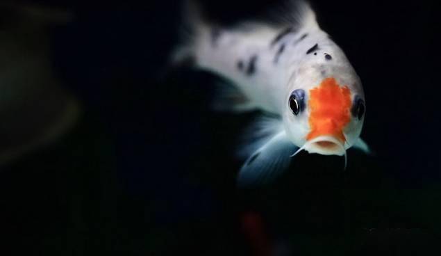 觀賞魚疾病大全_觀賞魚病種類_觀賞魚疾病