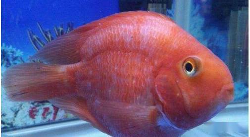 觀賞魚病種類_觀賞魚疾病大全_觀賞魚疾病