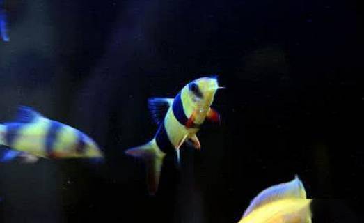 觀賞魚疾病大全_觀賞魚病種類_觀賞魚疾病