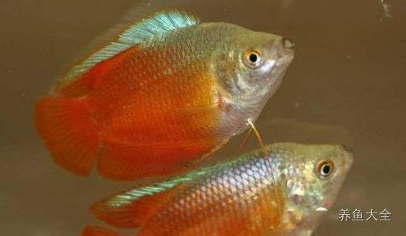 觀賞魚疾病大全_觀賞魚疾病_觀賞魚病種類