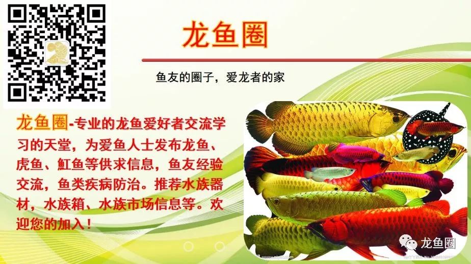 自來水適合養(yǎng)什么觀賞魚_自來水養(yǎng)魚需要注意什么_自來水適不適合養(yǎng)魚