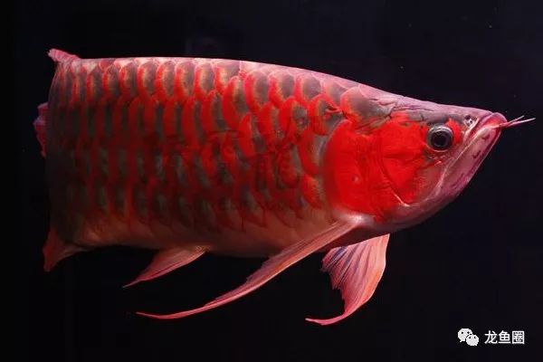 自來水適合養(yǎng)什么觀賞魚_自來水養(yǎng)魚需要注意什么_自來水適不適合養(yǎng)魚