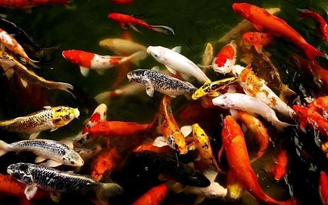 觀賞魚常見?。ㄅ鋱D版）