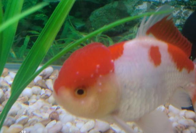 觀賞魚魚爛嘴_觀賞爛嘴爛身用什么藥最好_觀賞魚爛嘴是怎么回事