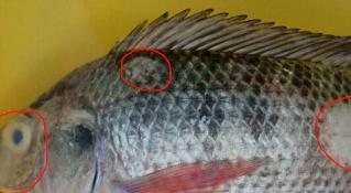 觀賞爛嘴爛身用什么藥最好_觀賞魚爛嘴是怎么回事_觀賞魚魚爛嘴