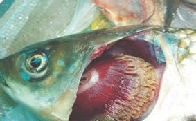 觀賞魚爛嘴是怎么回事_觀賞爛嘴爛身用什么藥最好_觀賞魚魚爛嘴