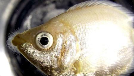 觀賞魚魚爛嘴_觀賞魚爛嘴是怎么回事_觀賞爛嘴爛身用什么藥最好