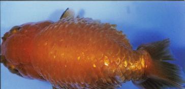 觀賞魚爛嘴是怎么回事_觀賞魚魚爛嘴_觀賞爛嘴爛身用什么藥最好