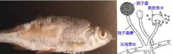 觀賞魚魚爛嘴_觀賞爛嘴爛身用什么藥最好_觀賞魚爛嘴是怎么回事