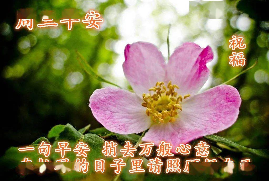 溫馨的早安祝福短信_話溫馨短信早安祝福的句子_早安祝福短信最溫馨的話